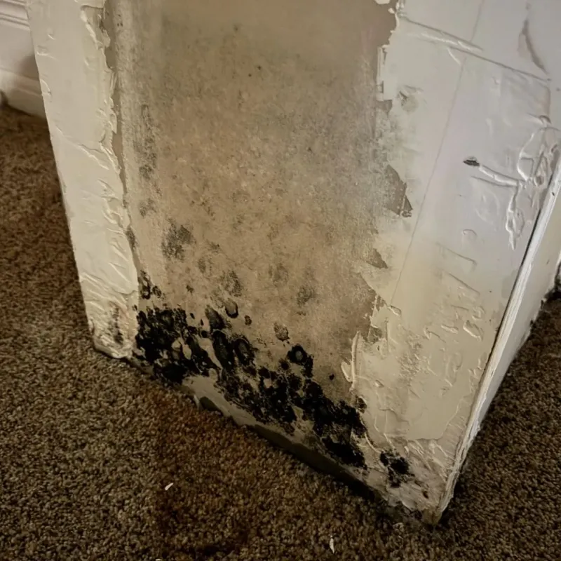 Professional Mold Removal in Gulf Hills, MS